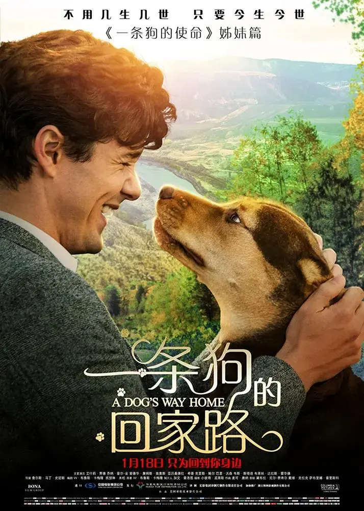 《一条狗的回家路》全集高清完整版在线观看与剧情解析